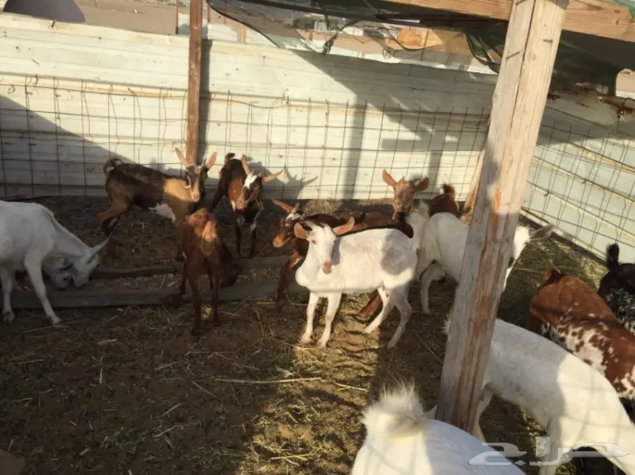 للبيع: معزة بيشيات - حجم صغير - عدد 11 (image 7)