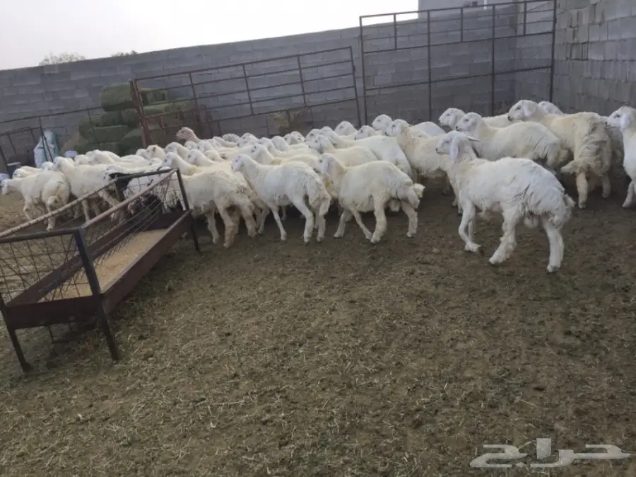 طليان حريه للبيع