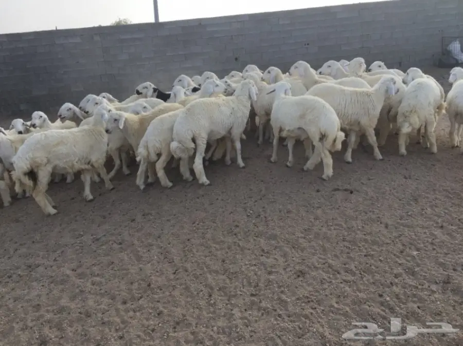 طليان حريه للبيع (image 1)