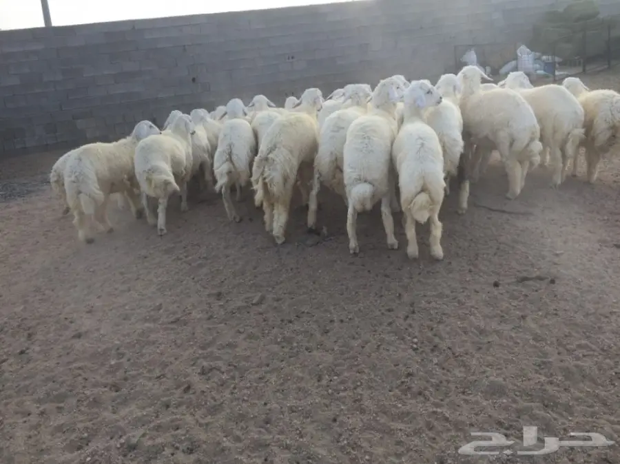 طليان حريه للبيع (image 2)