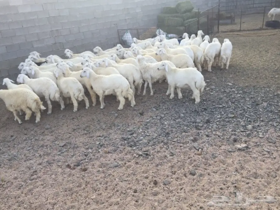 طليان حريه للبيع (image 3)