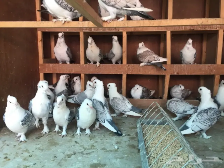 حب رمان أجواز منتجه