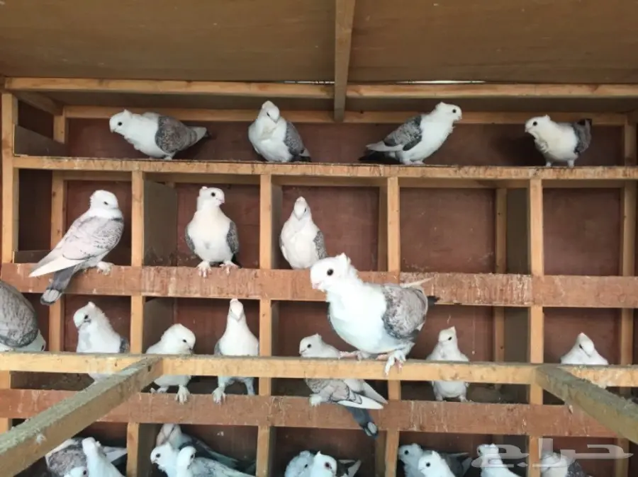 حب رمان أجواز منتجه (image 1)