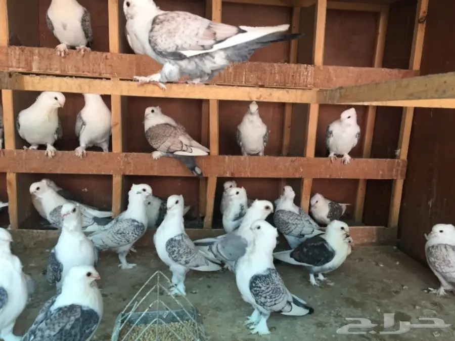 حب رمان أجواز منتجه (image 2)