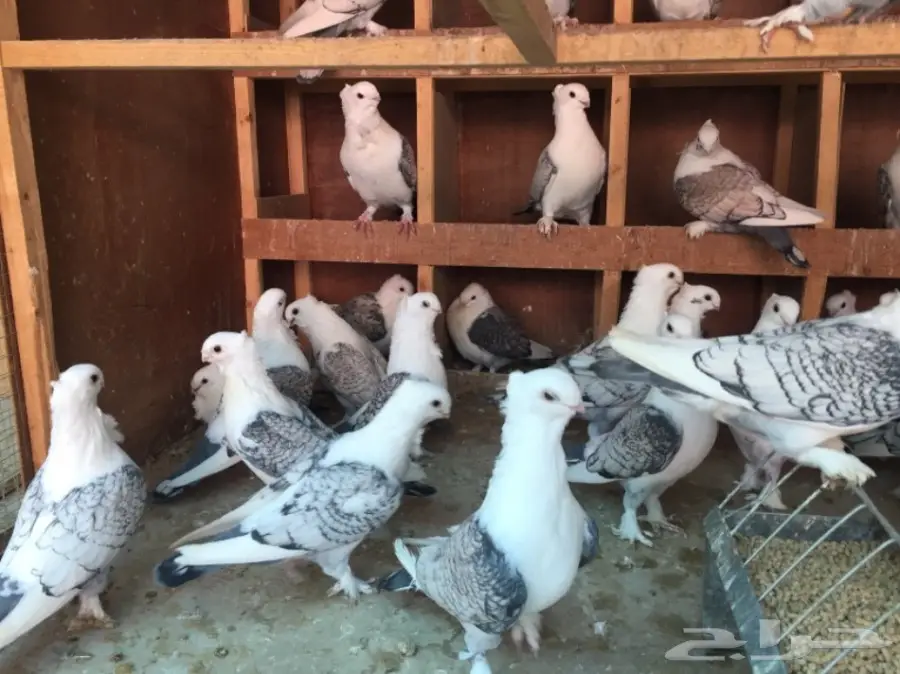 حب رمان أجواز منتجه (image 3)