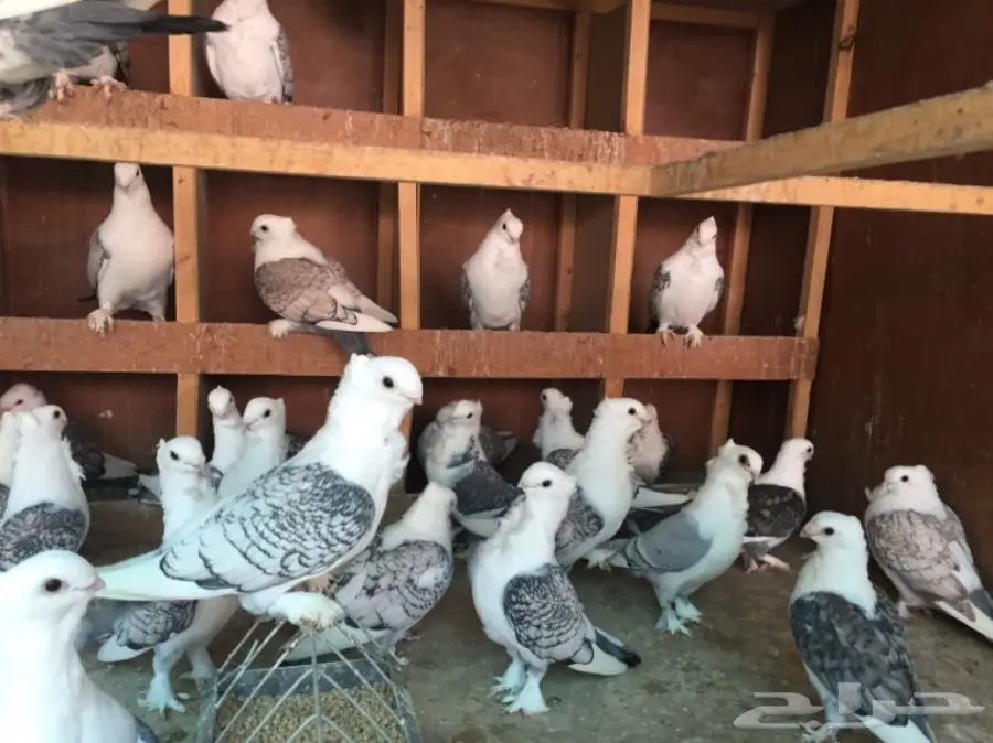 حب رمان أجواز منتجه (image 4)