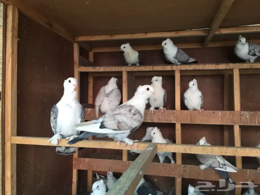 حب رمان أجواز منتجه (image 5)