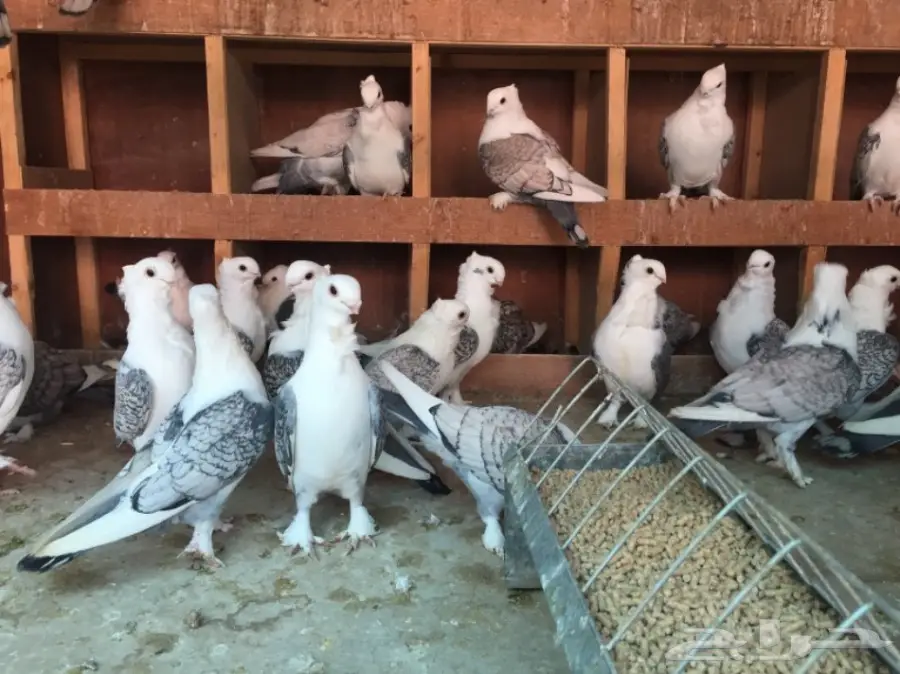 حب رمان أجواز منتجه (image 6)