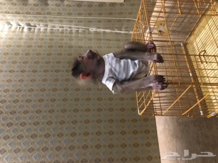 قرد بابون ذكر صغير للبيع - عمره شهرين