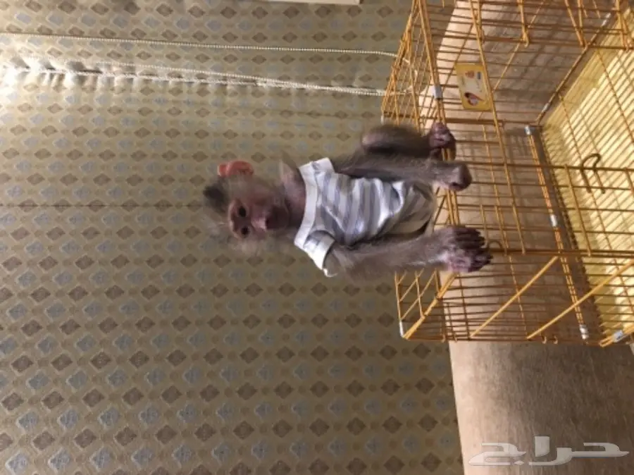 قرد بابون ذكر صغير للبيع - عمره شهرين (image 1)