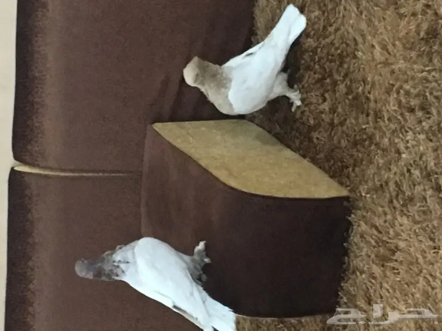 حمام زينه للبيع بيعه سريعه وسماح