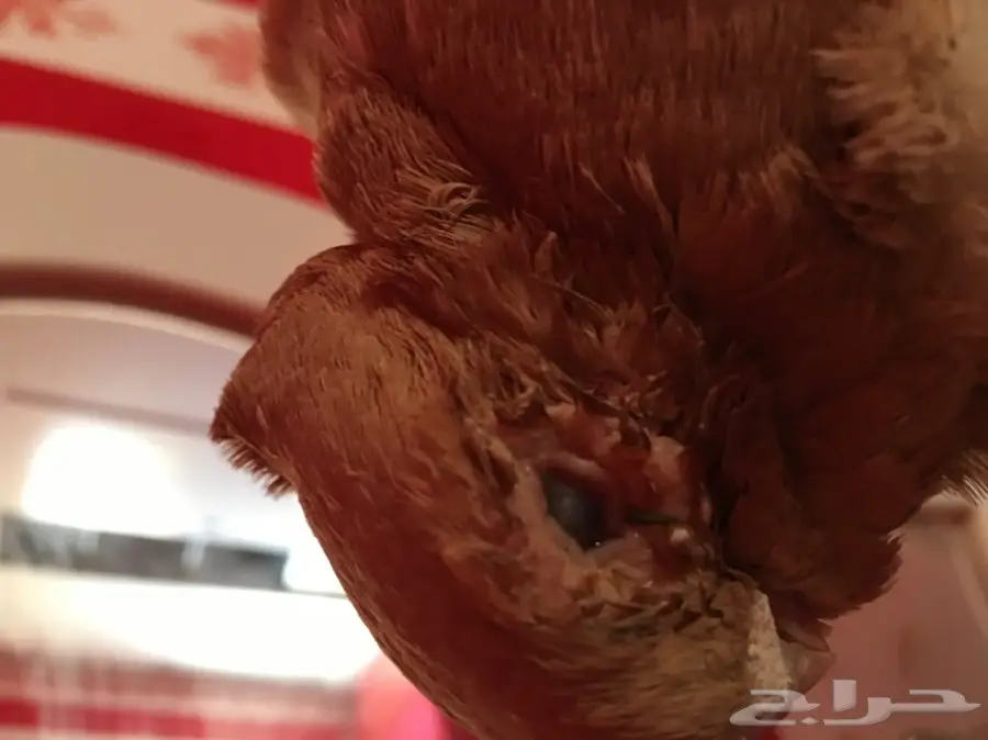 حمام زينه للبيع بيعه سريعه وسماح (image 3)