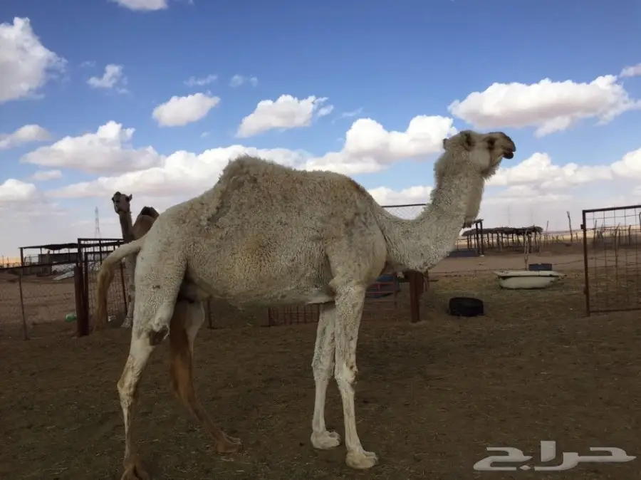 معشر للبيع (image 1)