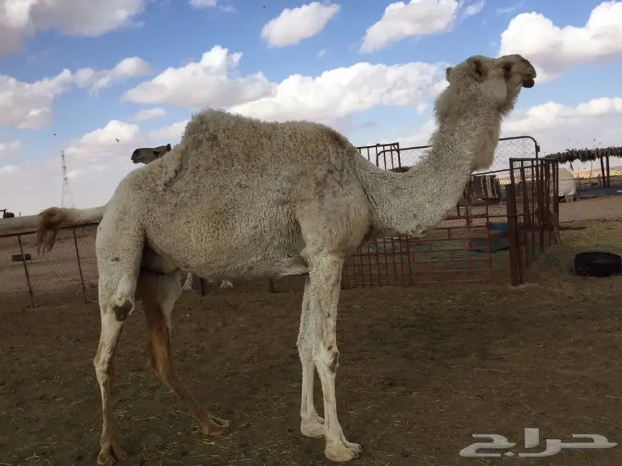 معشر للبيع (image 2)