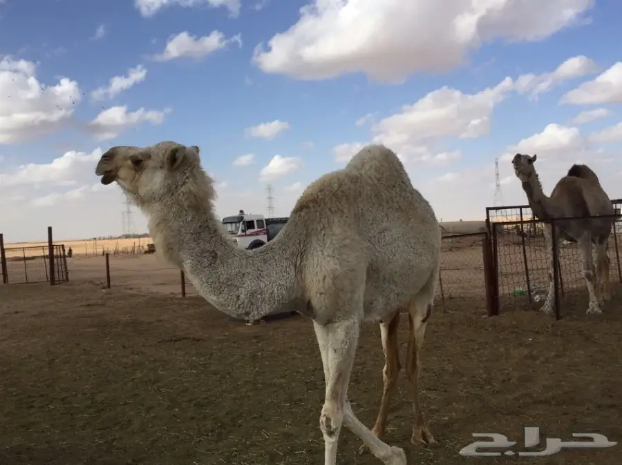 معشر للبيع (image 3)