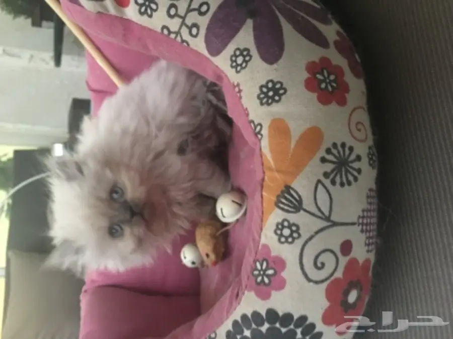 أجمل كيتن همالايا للبيع ب 800 ريال (image 2)