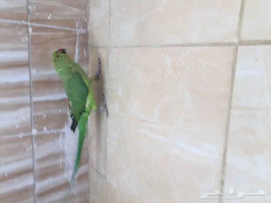 زوج دره  (image 3)