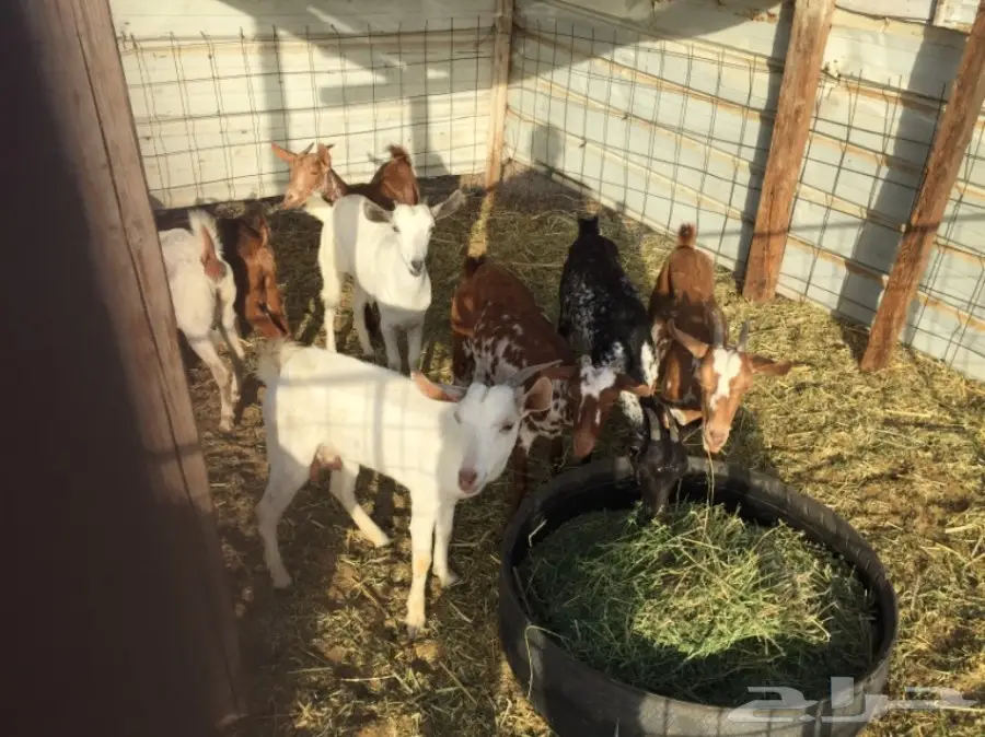 معزا بيشيات العدد 11 