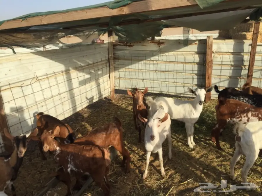 معزا بيشيات العدد 11  (image 2)