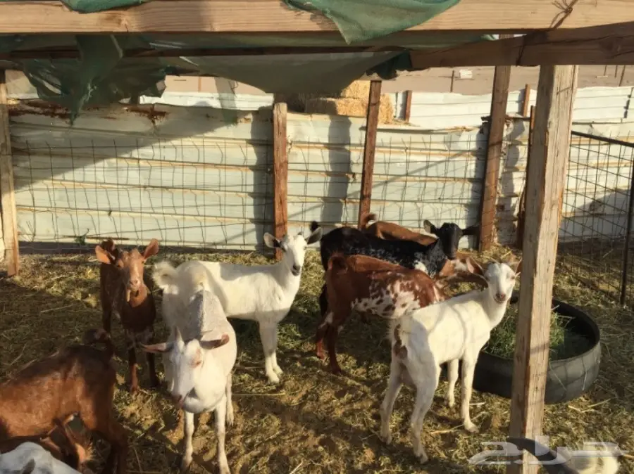 معزا بيشيات العدد 11  (image 3)