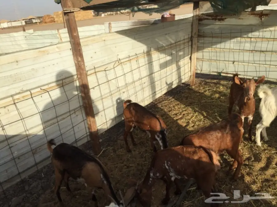 معزا بيشيات العدد 11  (image 4)