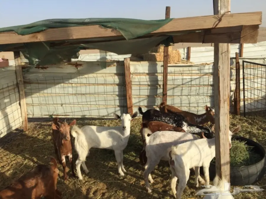 معزا بيشيات العدد 11  (image 5)