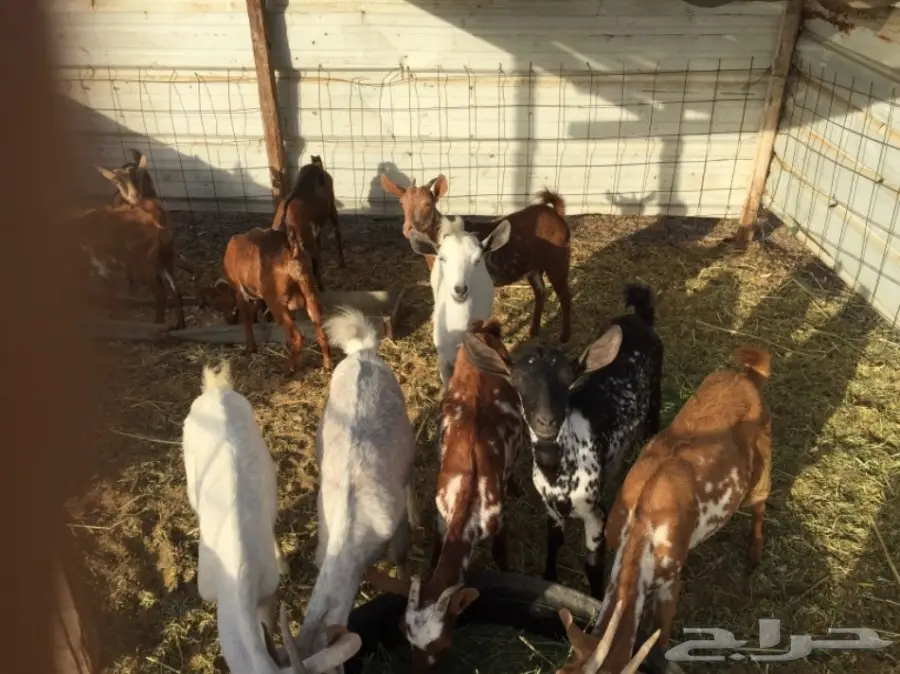 معزا بيشيات العدد 11  (image 6)