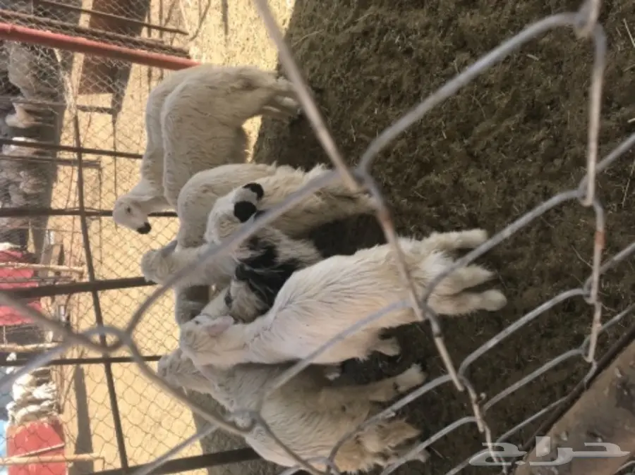 خرفان صفر (image 1)
