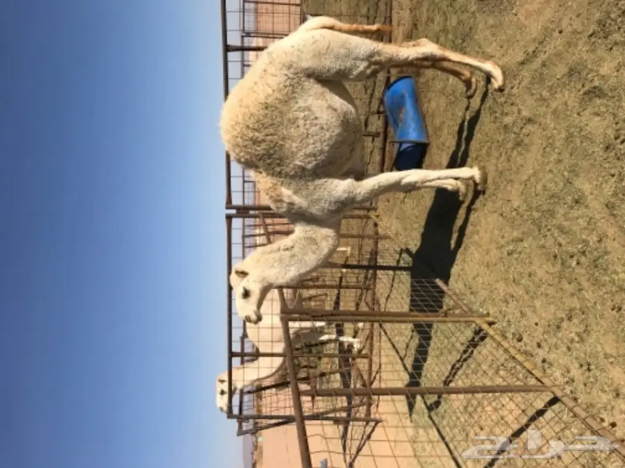 بكره مفروده البيع