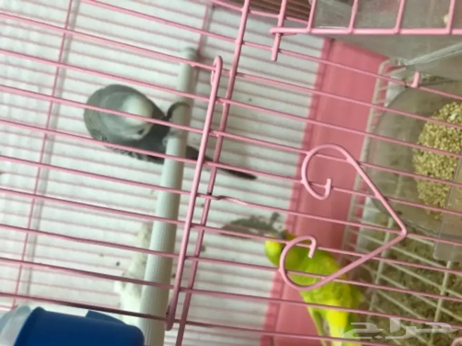 جوز بادجي مع 5 فروخ 