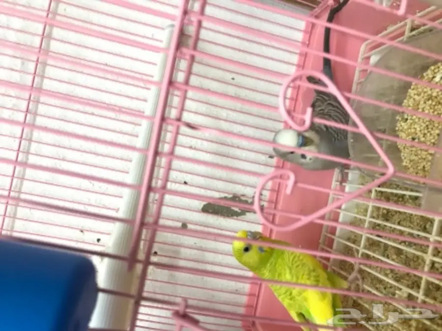 جوز بادجي مع 5 فروخ  (image 1)