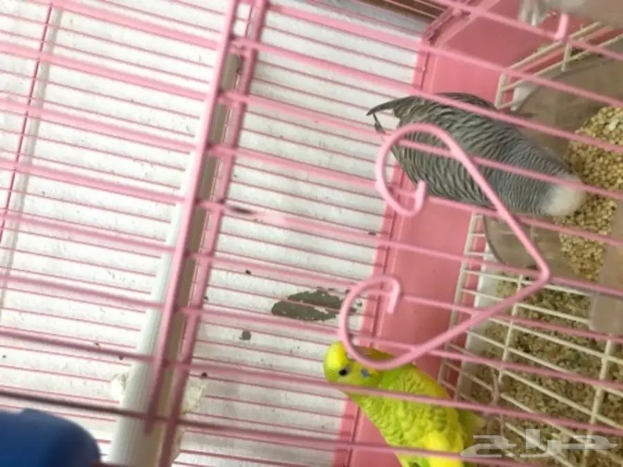 جوز بادجي مع 5 فروخ  (image 2)