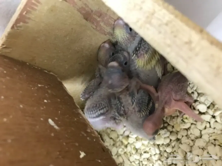 جوز بادجي مع 5 فروخ  (image 3)