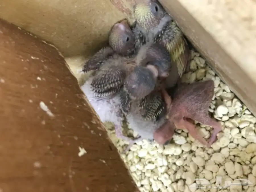 جوز بادجي مع 5 فروخ  (image 4)