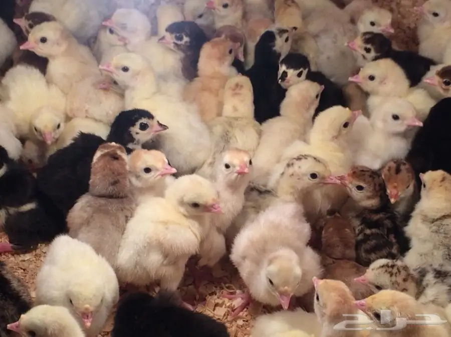 صوص رومي الغالب لون فواتح مميزه