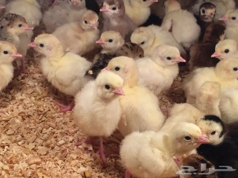 صوص رومي الغالب لون فواتح مميزه (image 1)