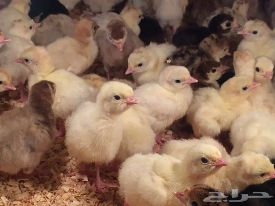 صوص رومي الغالب لون فواتح مميزه (image 2)