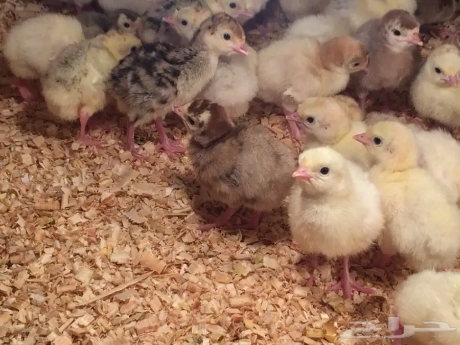 صوص رومي الغالب لون فواتح مميزه (image 3)