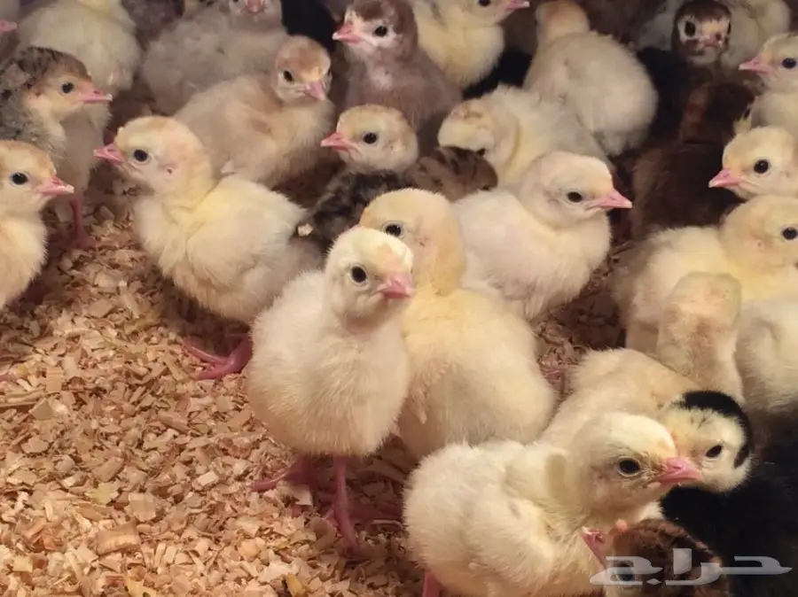 صوص رومي الغالب لون فواتح مميزه (image 4)