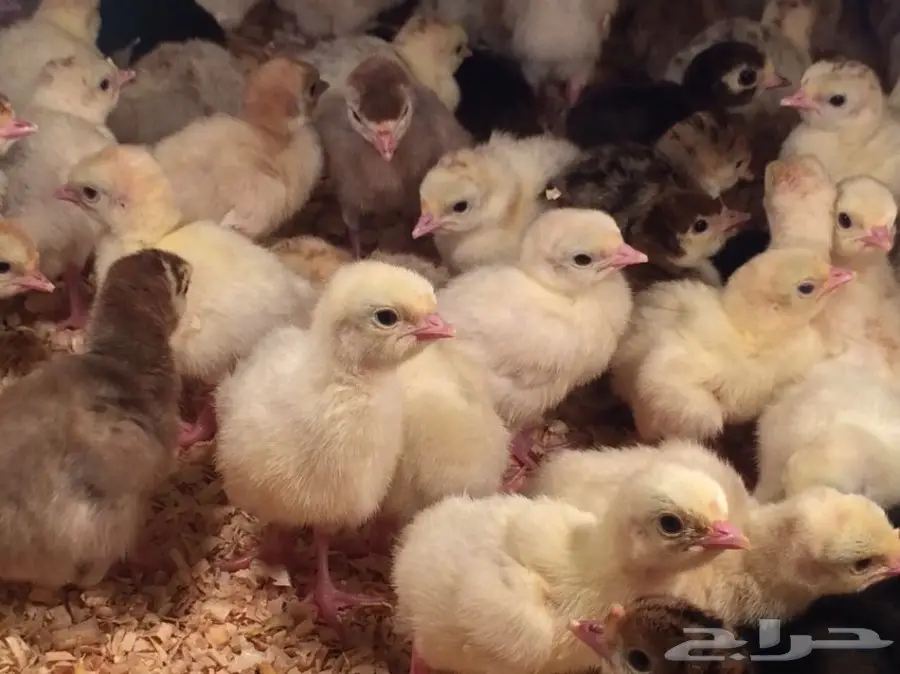 صوص رومي الغالب لون فواتح مميزه (image 5)