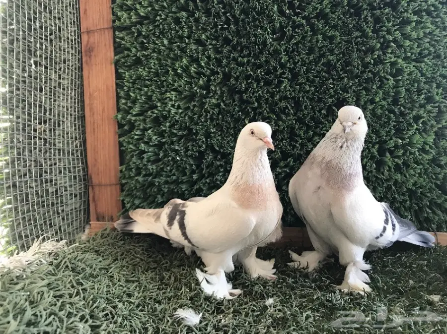 جوز تركي مستوى (image 1)