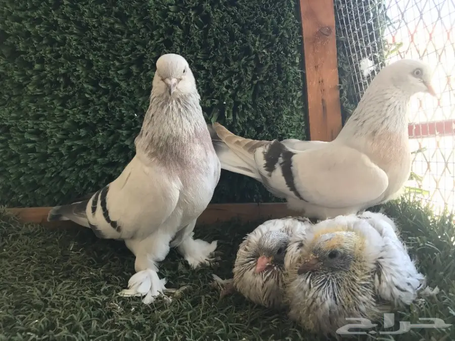 جوز تركي مستوى (image 3)