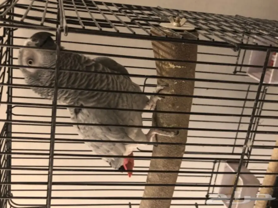 ببغاء نيجيري متكلم - فرصة ذهبية! (image 1)