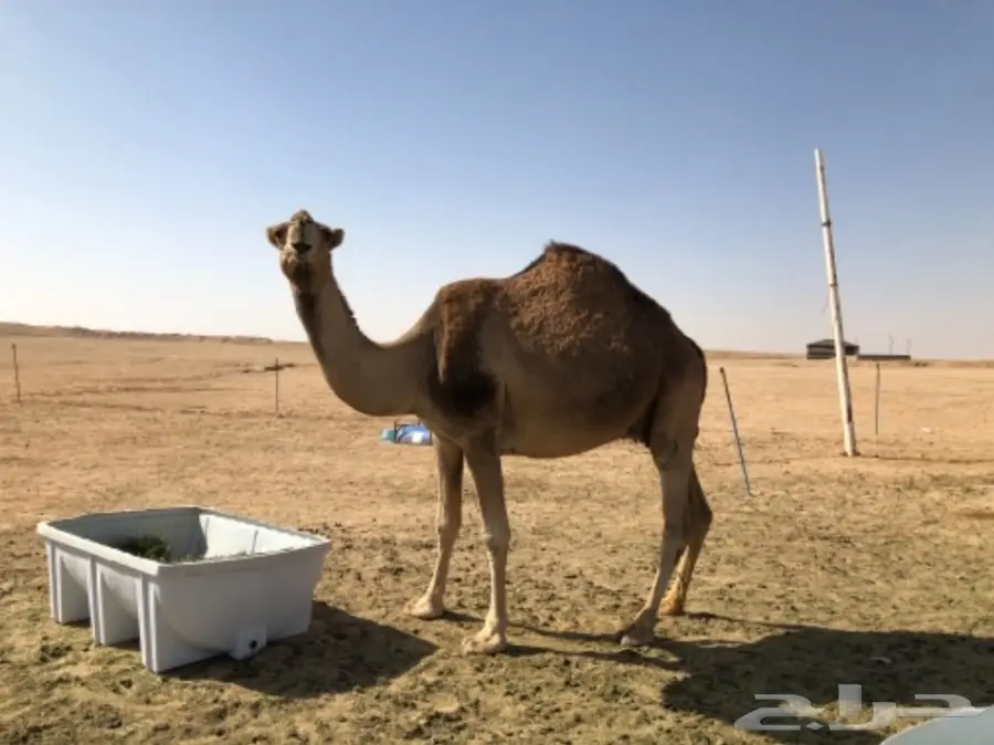 ناقه حمرا للبيع 