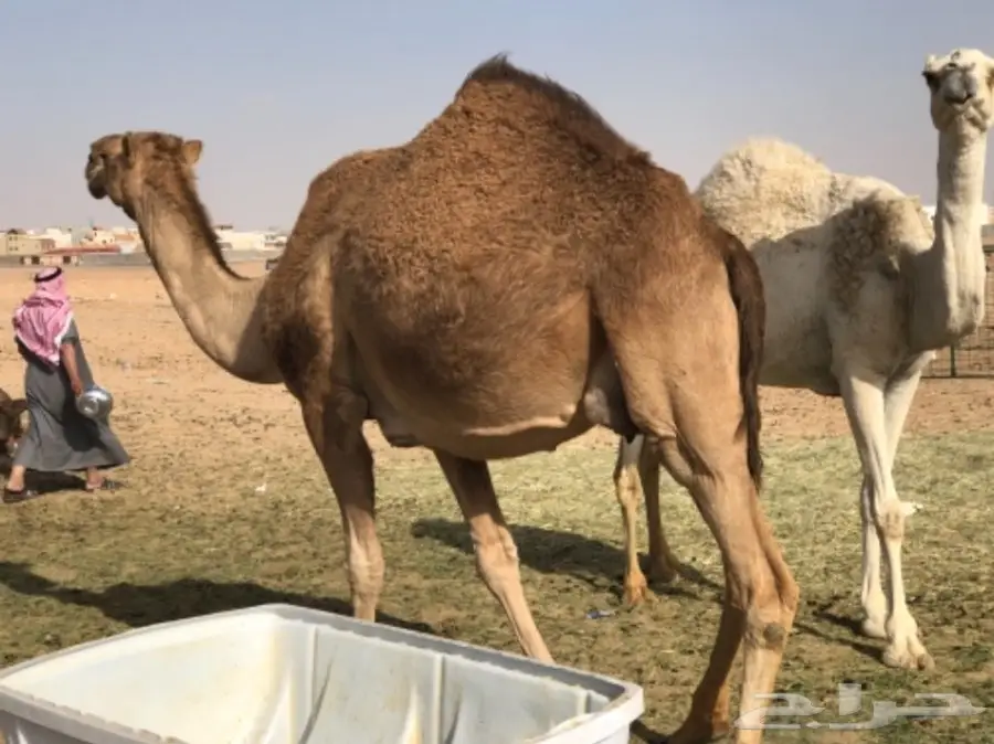 ناقه حمرا للبيع  (image 1)