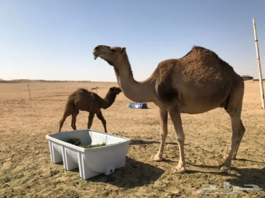 ناقه حمرا للبيع  (image 2)