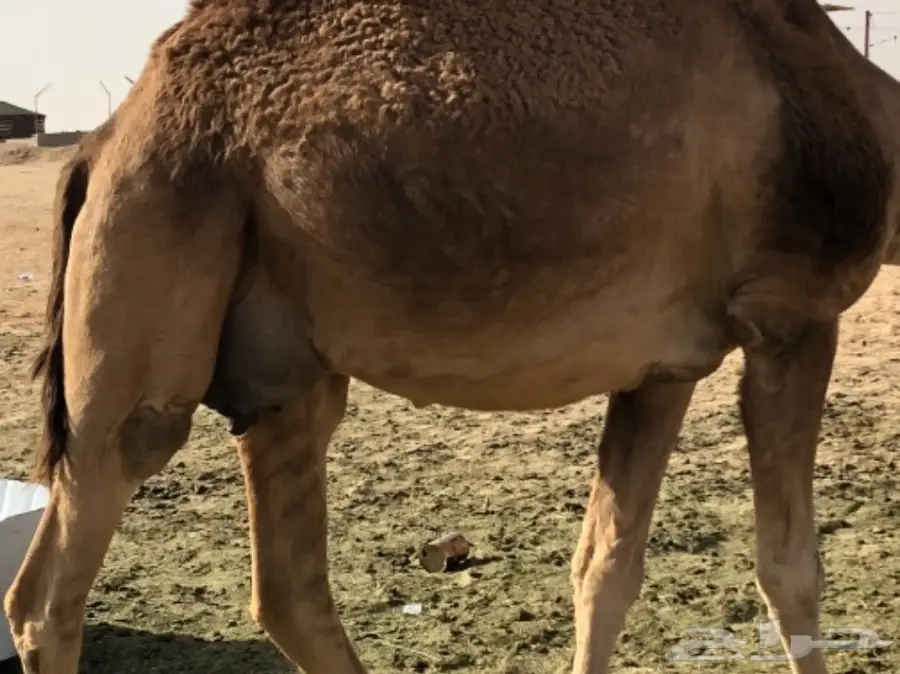 ناقه حمرا للبيع  (image 3)