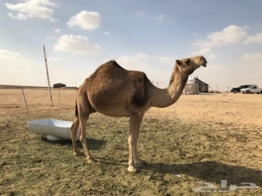 ناقه حمرا للبيع  (image 4)