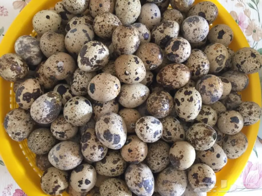 اناث سمان بياض للبيع العمر 4 شهور