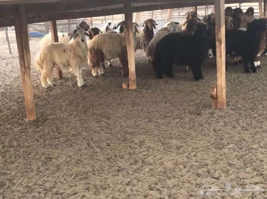 ذبايح نعيم جدعان - عمرها 10 أشهر - طعم لا يقاوم! (image 2)